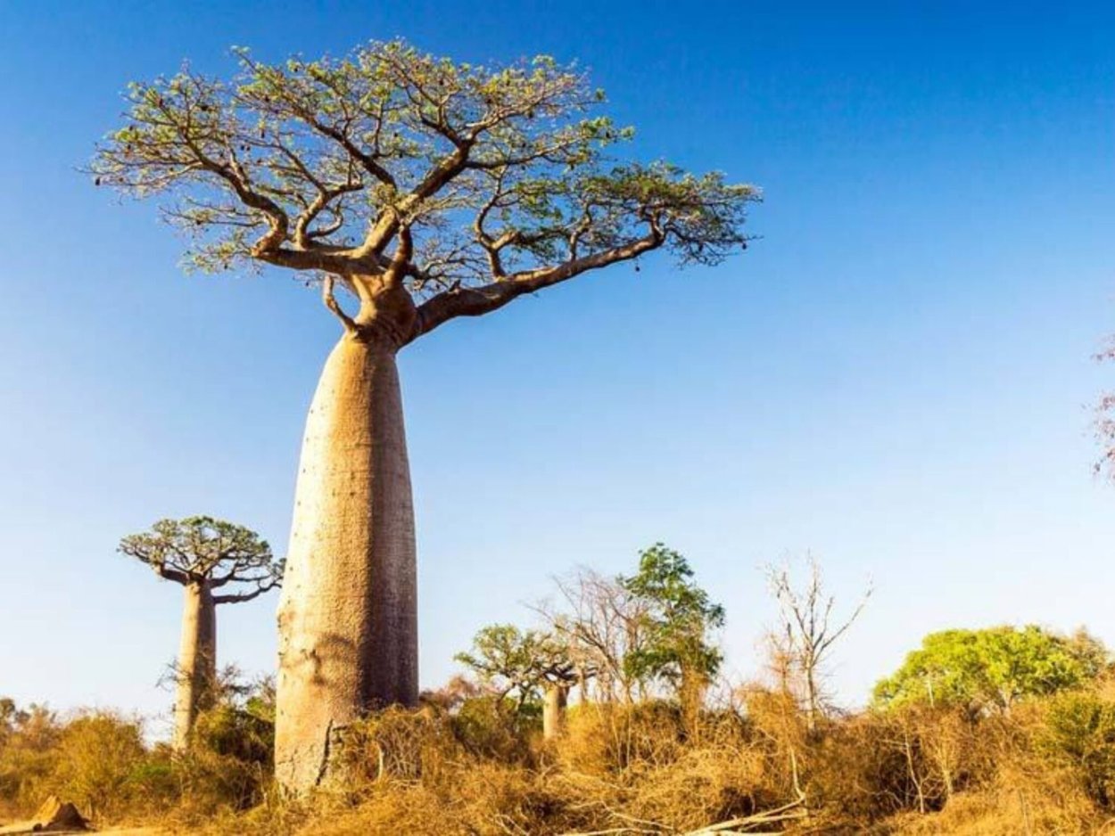 Баобаб цветет