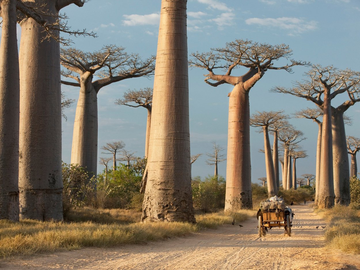 Adansonia digitata баобаб Адансония пальчатая