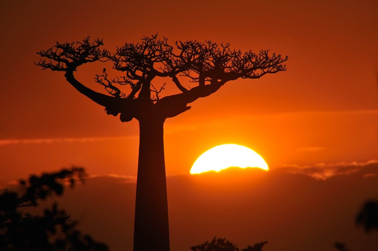 Adansonia digitata баобаб Адансония пальчатая