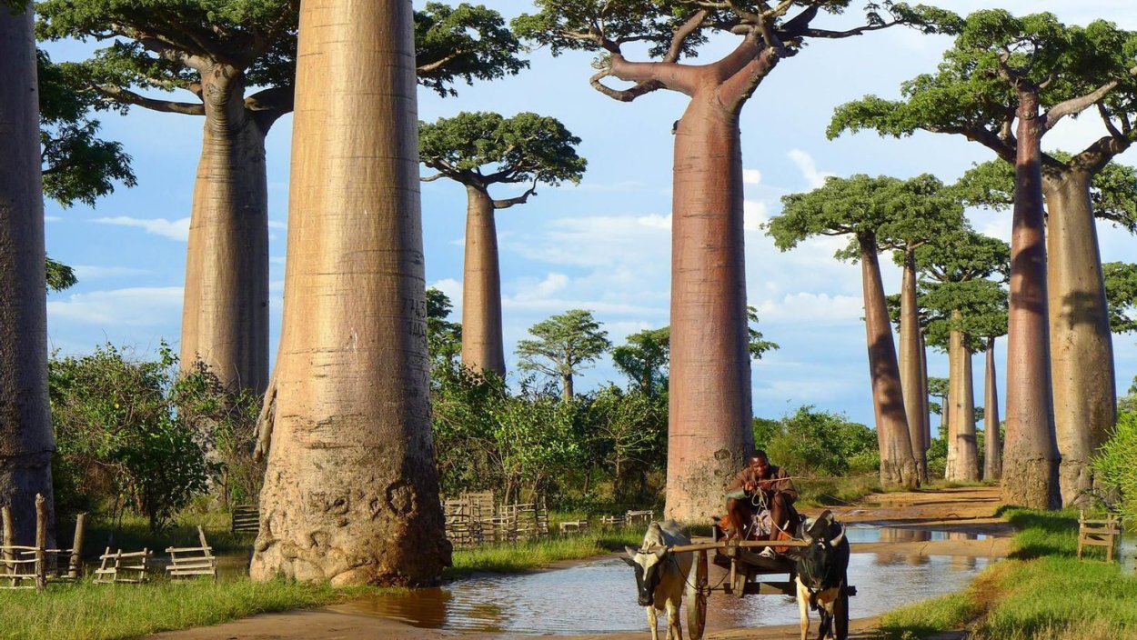 Дерево 1000 лет