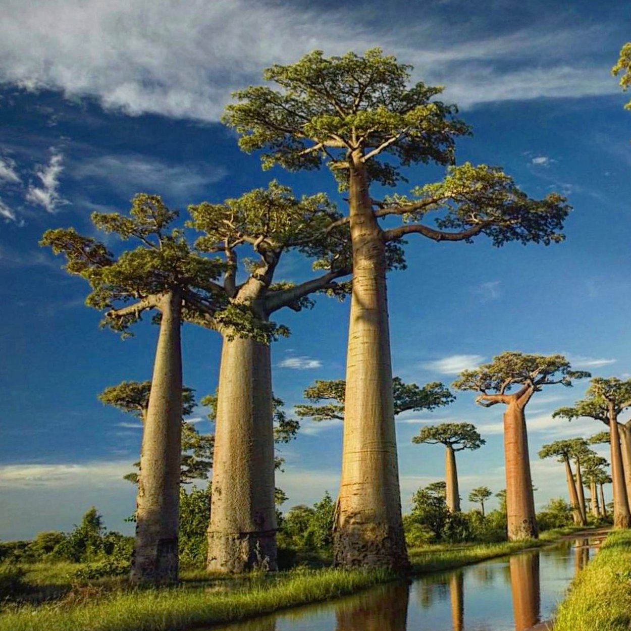 Баобаб великан