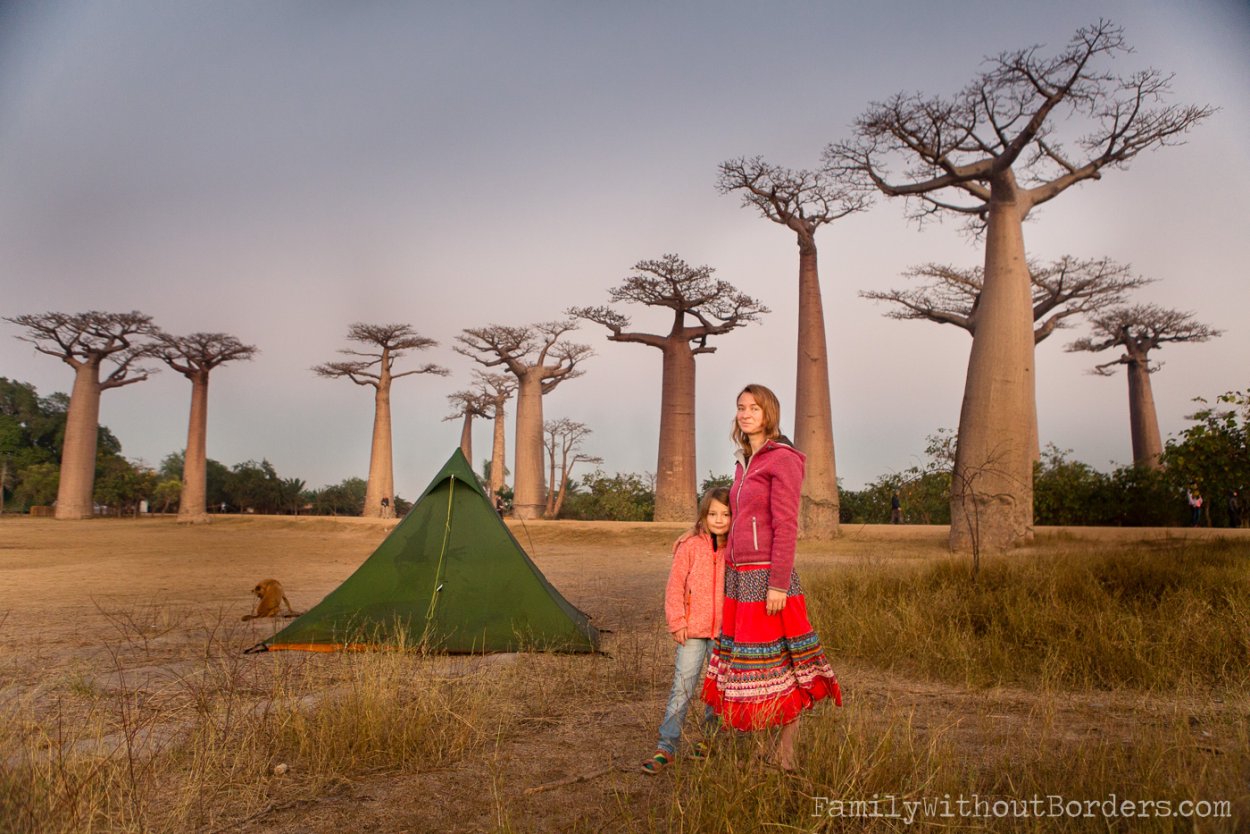 Баобаб дарахти