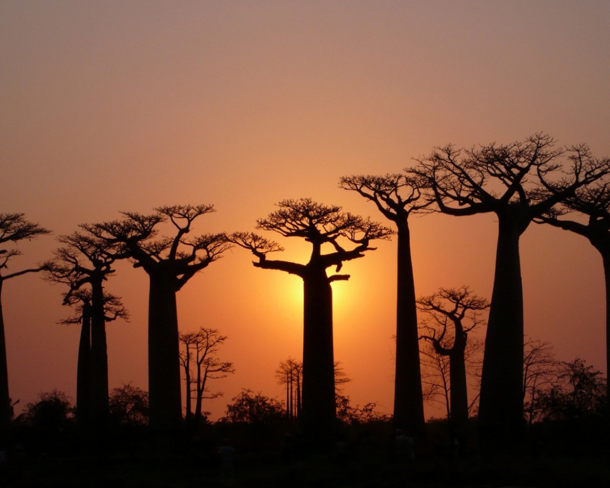 Баобабы Мадагаскара