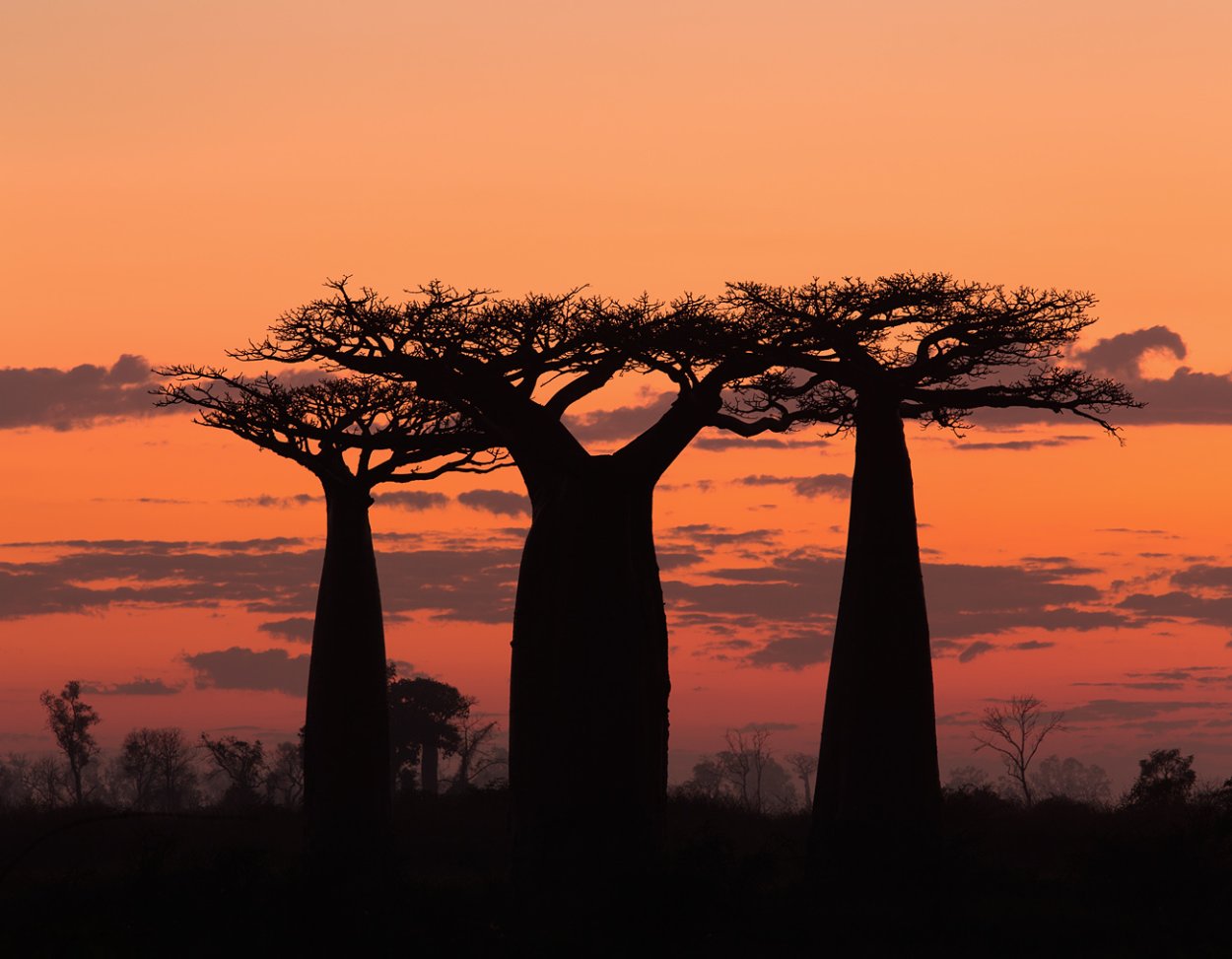 Адансония Мадагаскарская