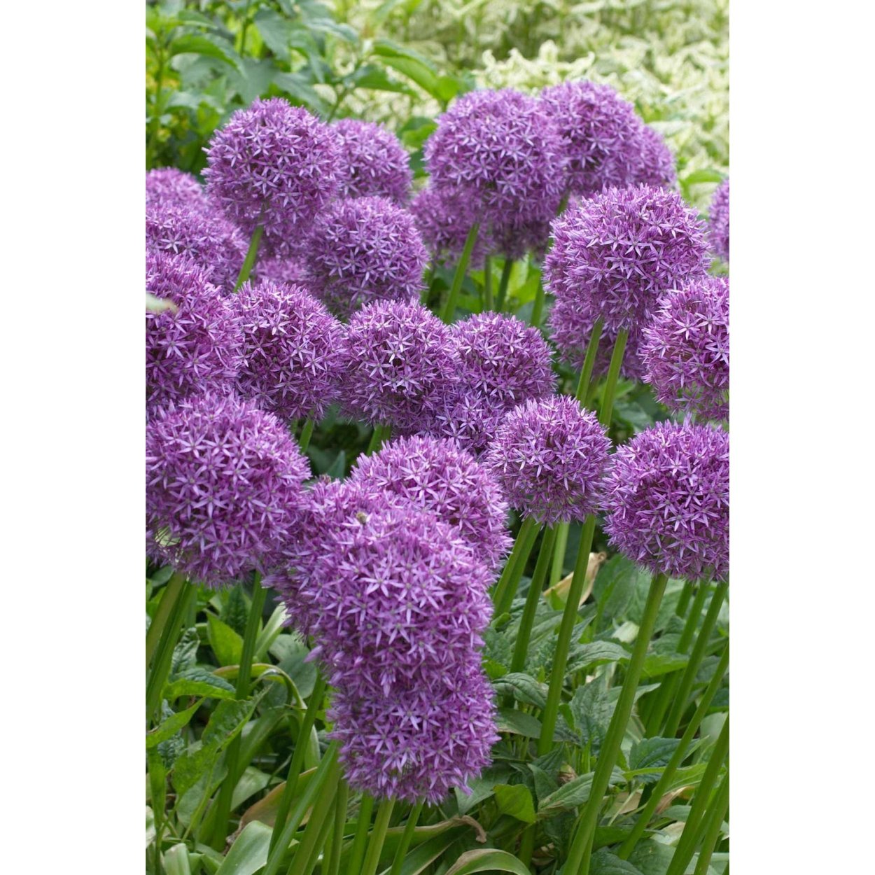 Аллиум Вайолет Бьюти