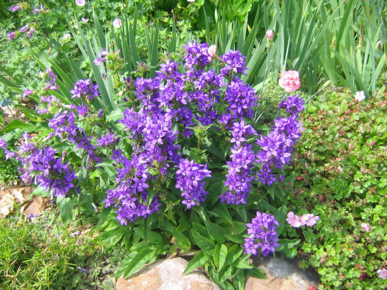 Колокольчик скученный акаулис