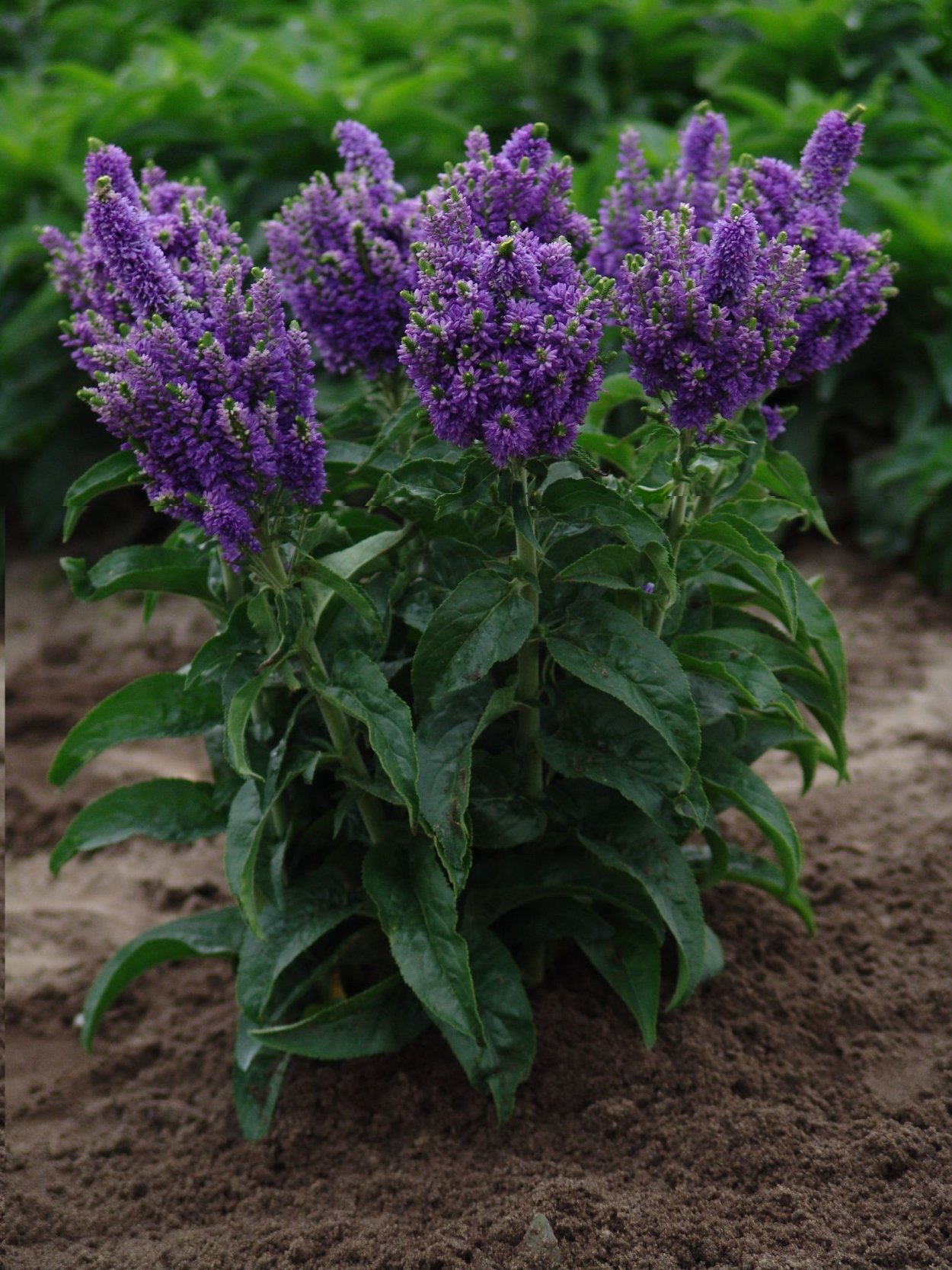 Астра шаровидная однолетняя