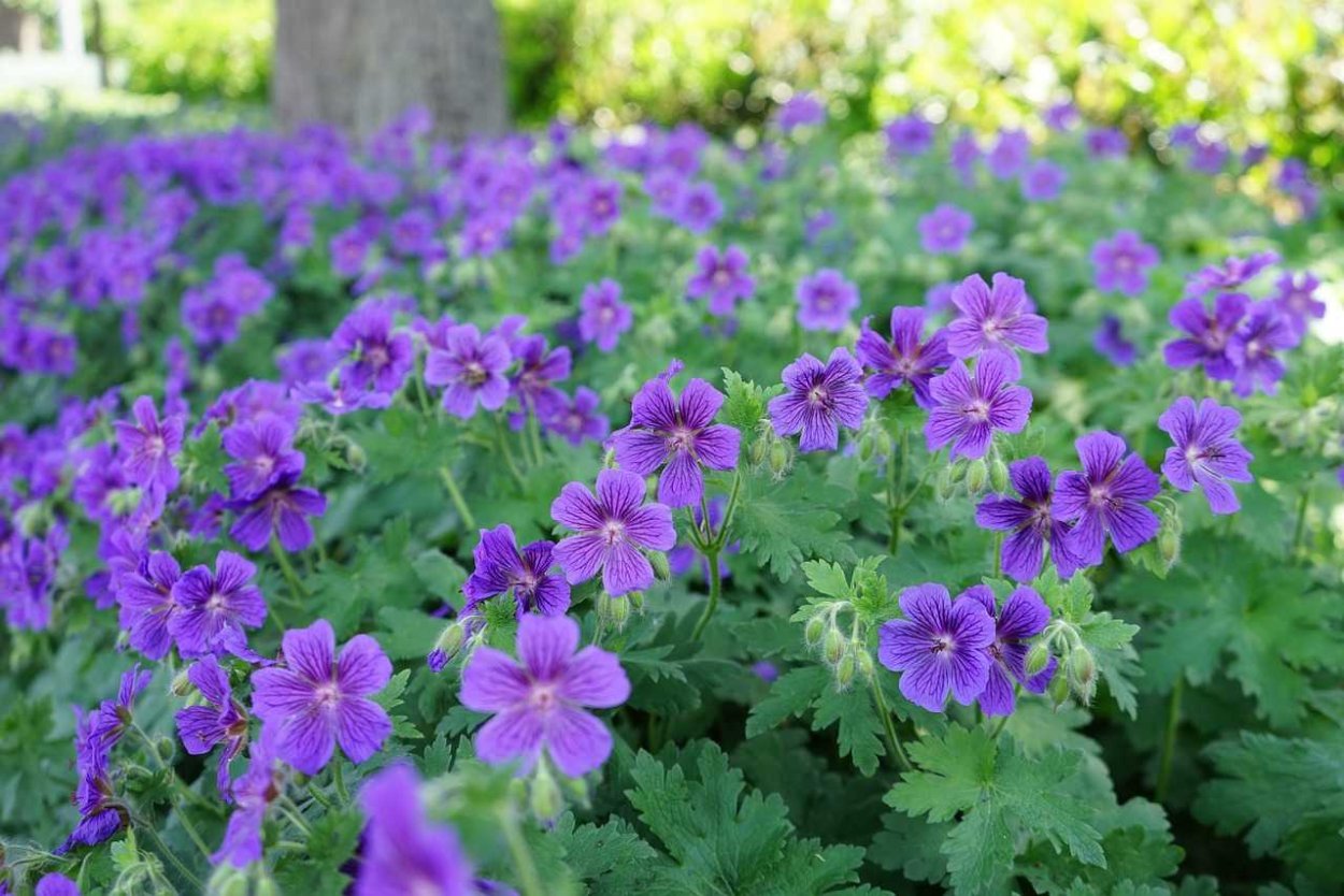 Колокольчик скученный Campanula glomerata
