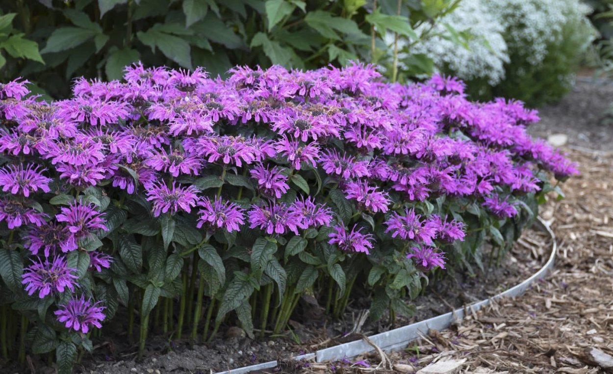 Монарда двойчатая фиолетовая