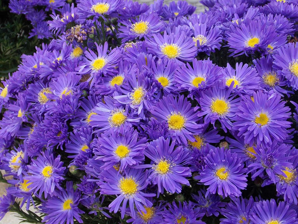 Астра кустарниковая Aster dumosus