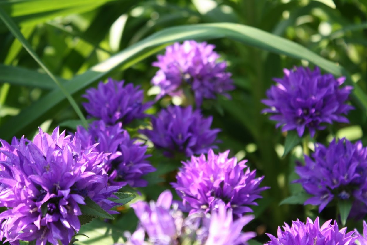 Многолетние сиреневые цветы