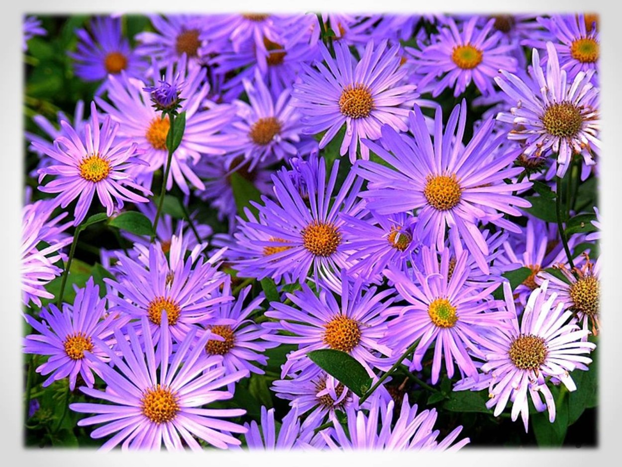 Астра многолетняя Вартбургская звезда