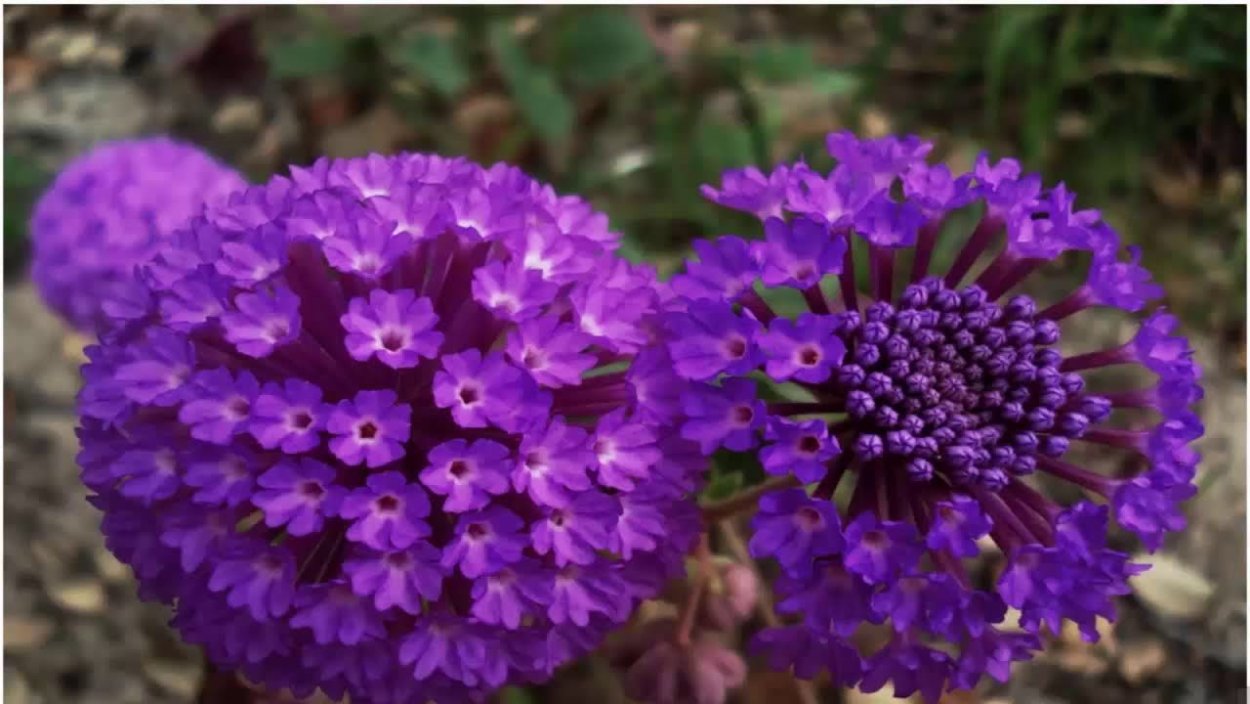 Аброния цветок