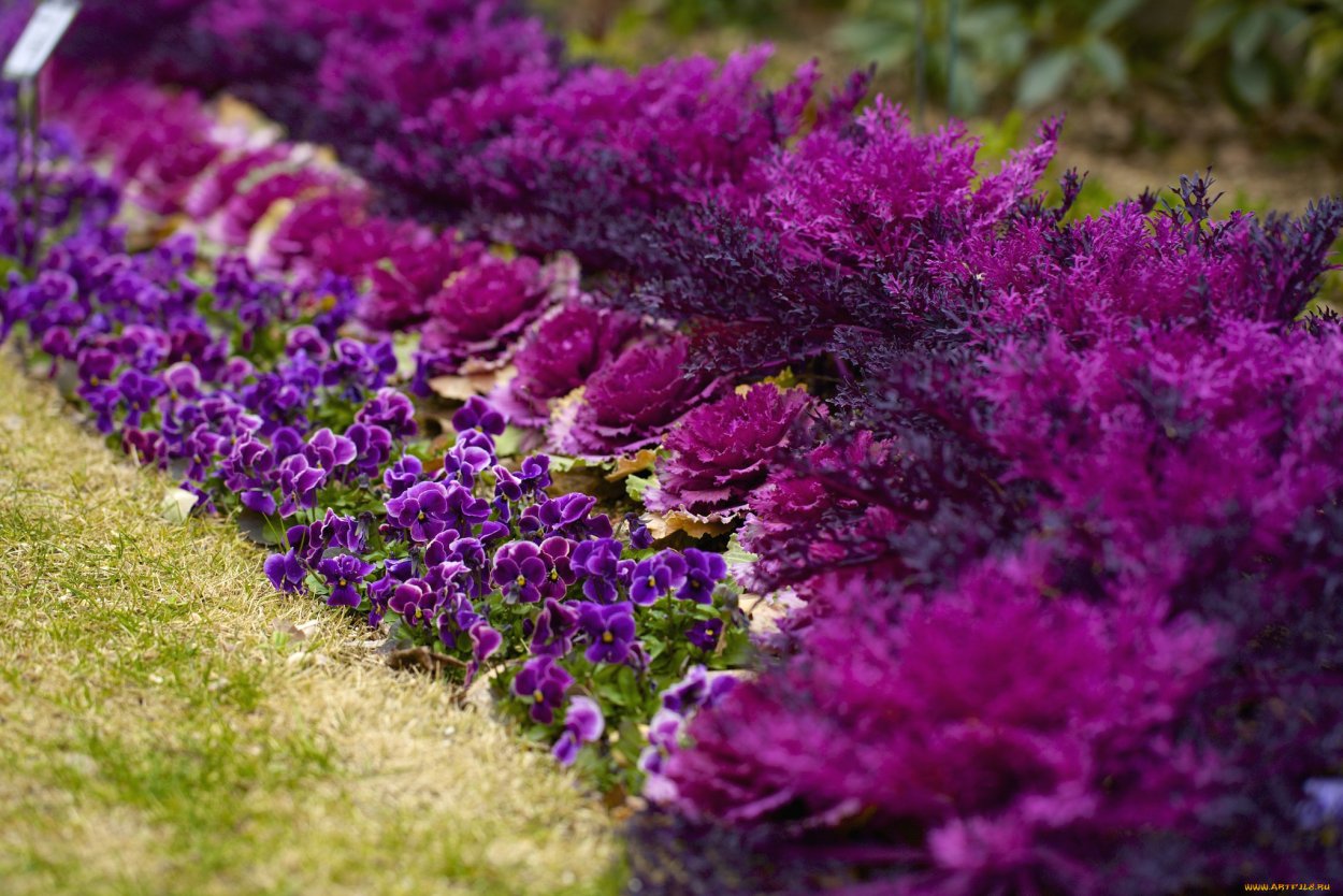 Лаванда английская Манстед