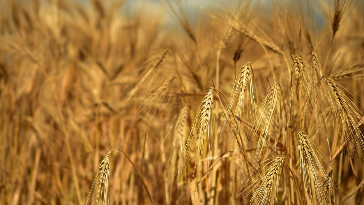 Озимый ячмень