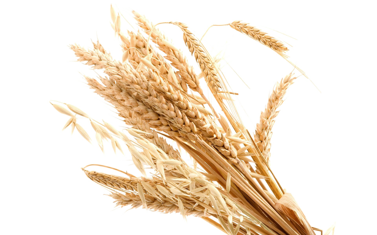 Пшеничка колосок