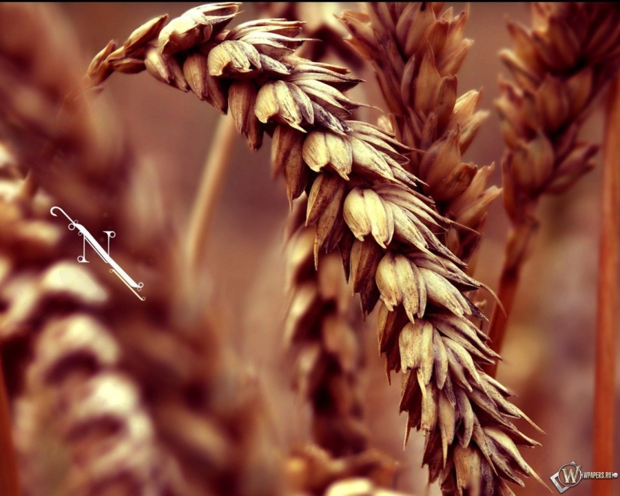 Подложка с колосками