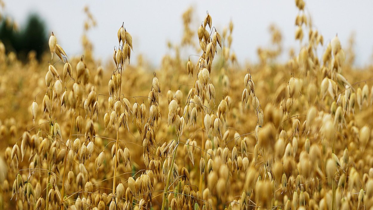 Колосок овса