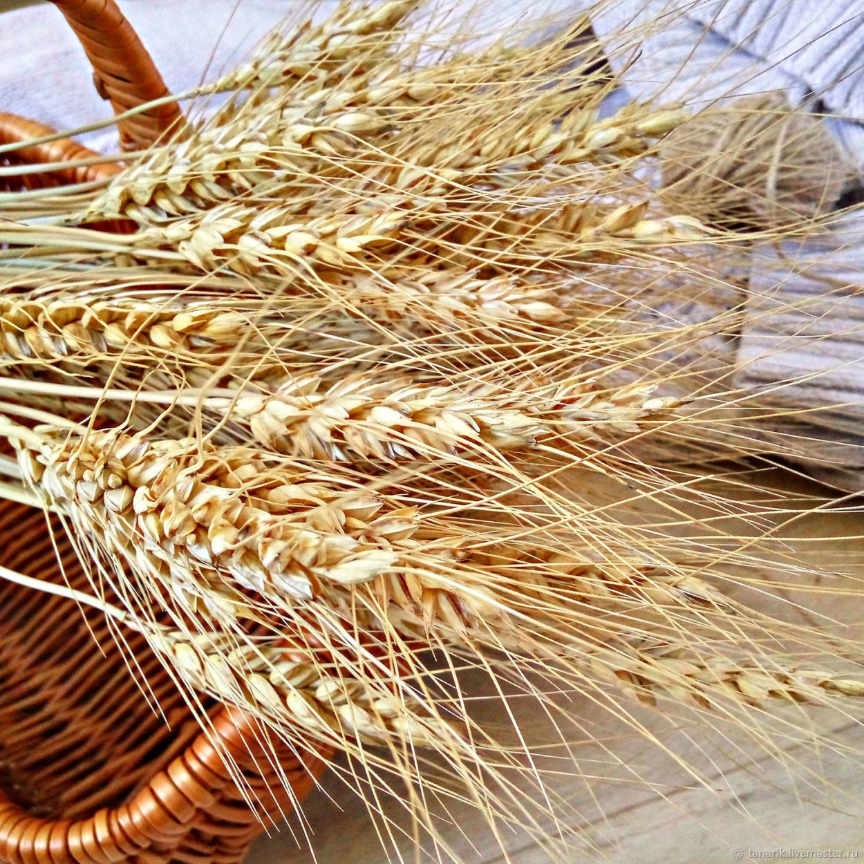Колосья пшеницы сухоцвет