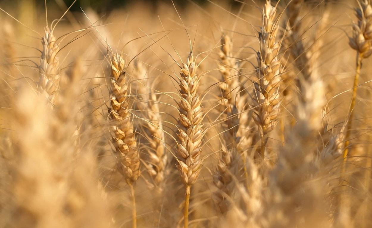 Сухая трава