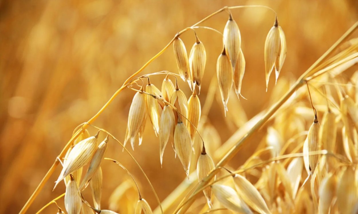 Колосок пшеницы