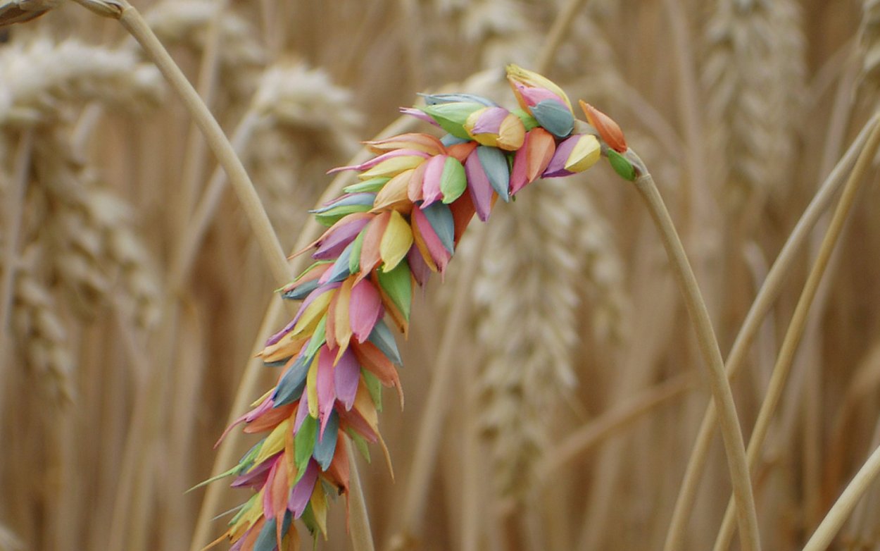 Колосок растение