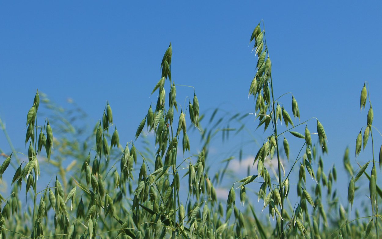 Обложка журнала колосья пшеницы