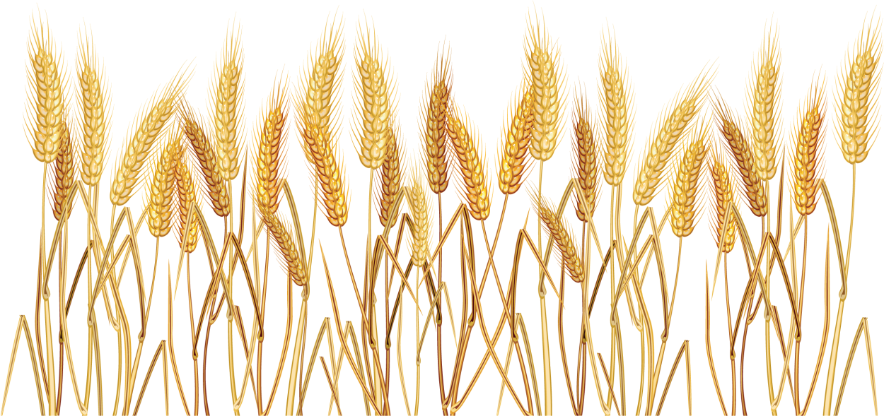 Зерновые культуры