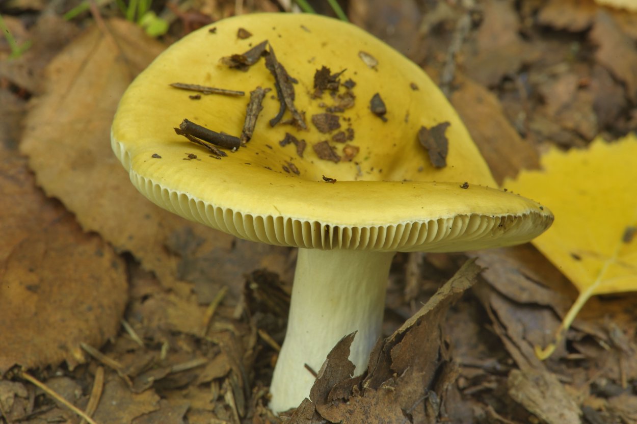 Грибы сыроежки желтые