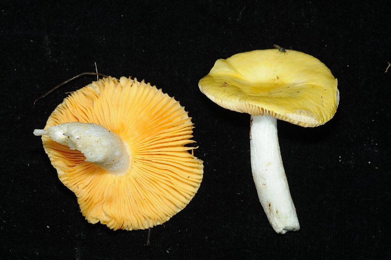 Грибы в лесу сыроежки