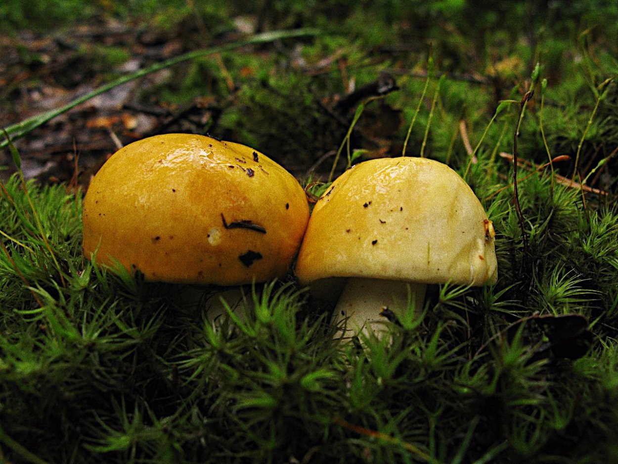 Сыроежка гриб паразит или нет