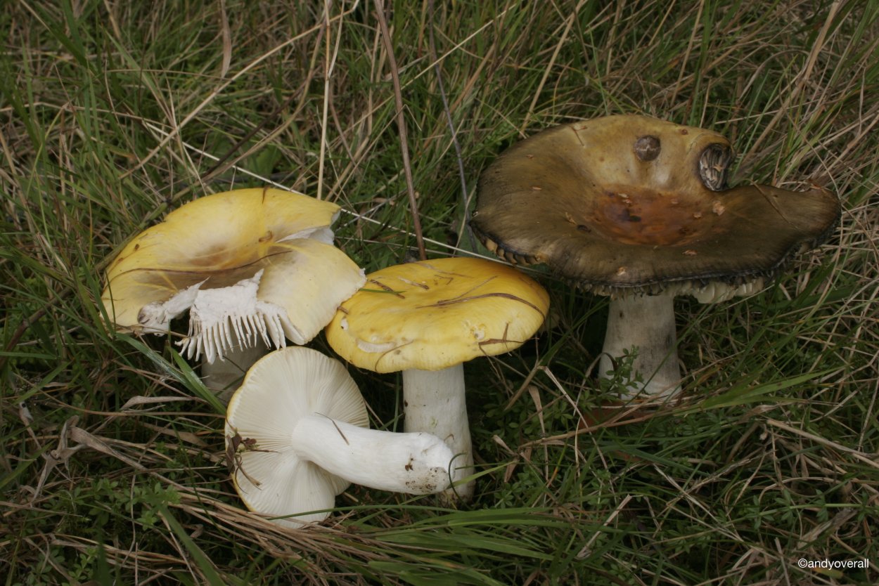 Russula claroflava