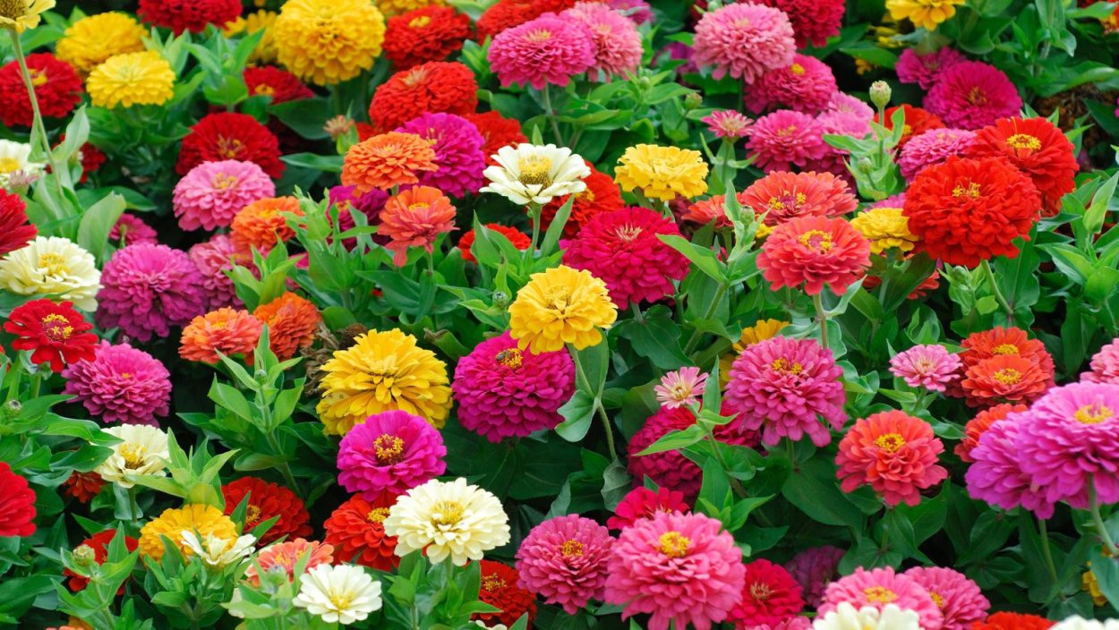 Цинии Дримленд