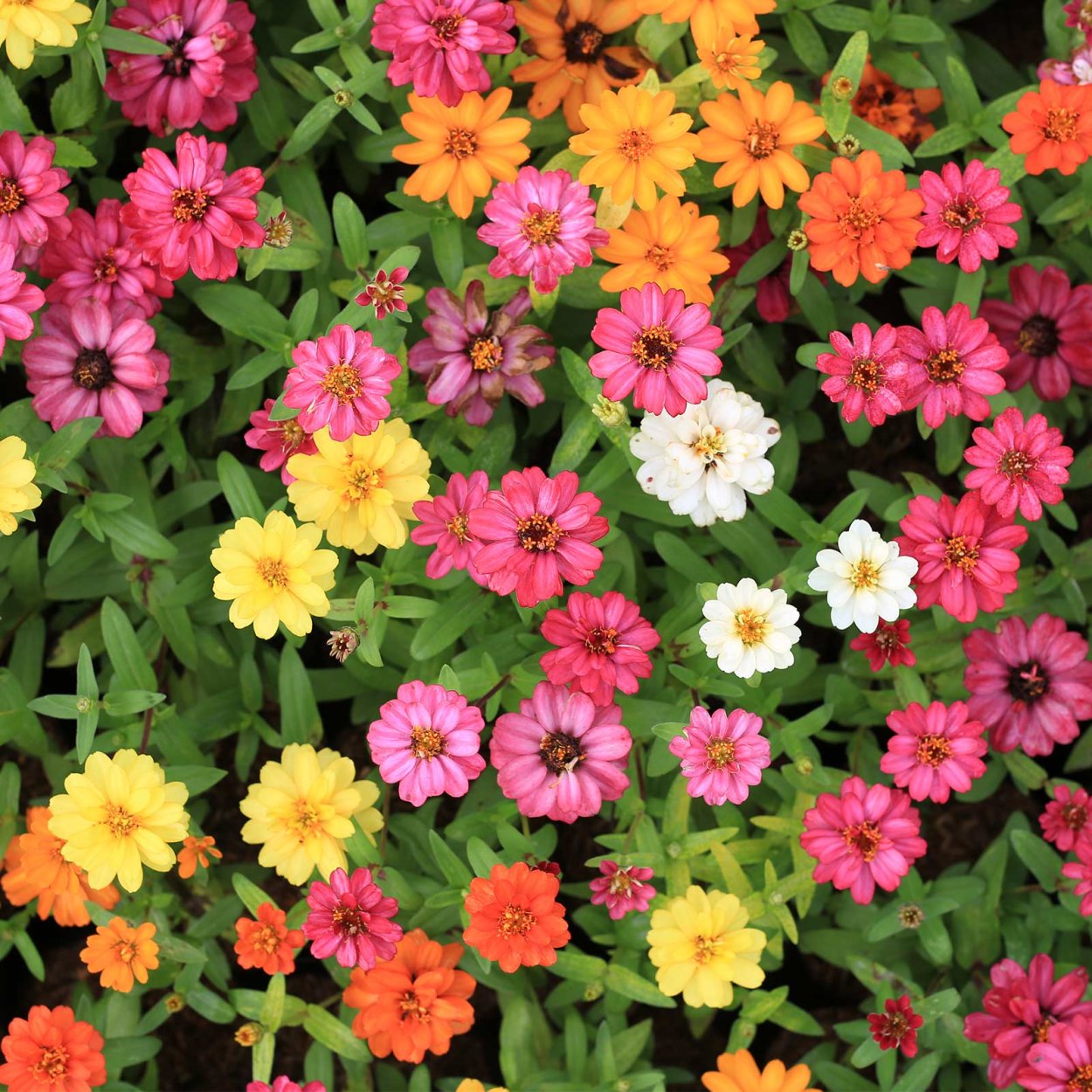 Zinnia Flower