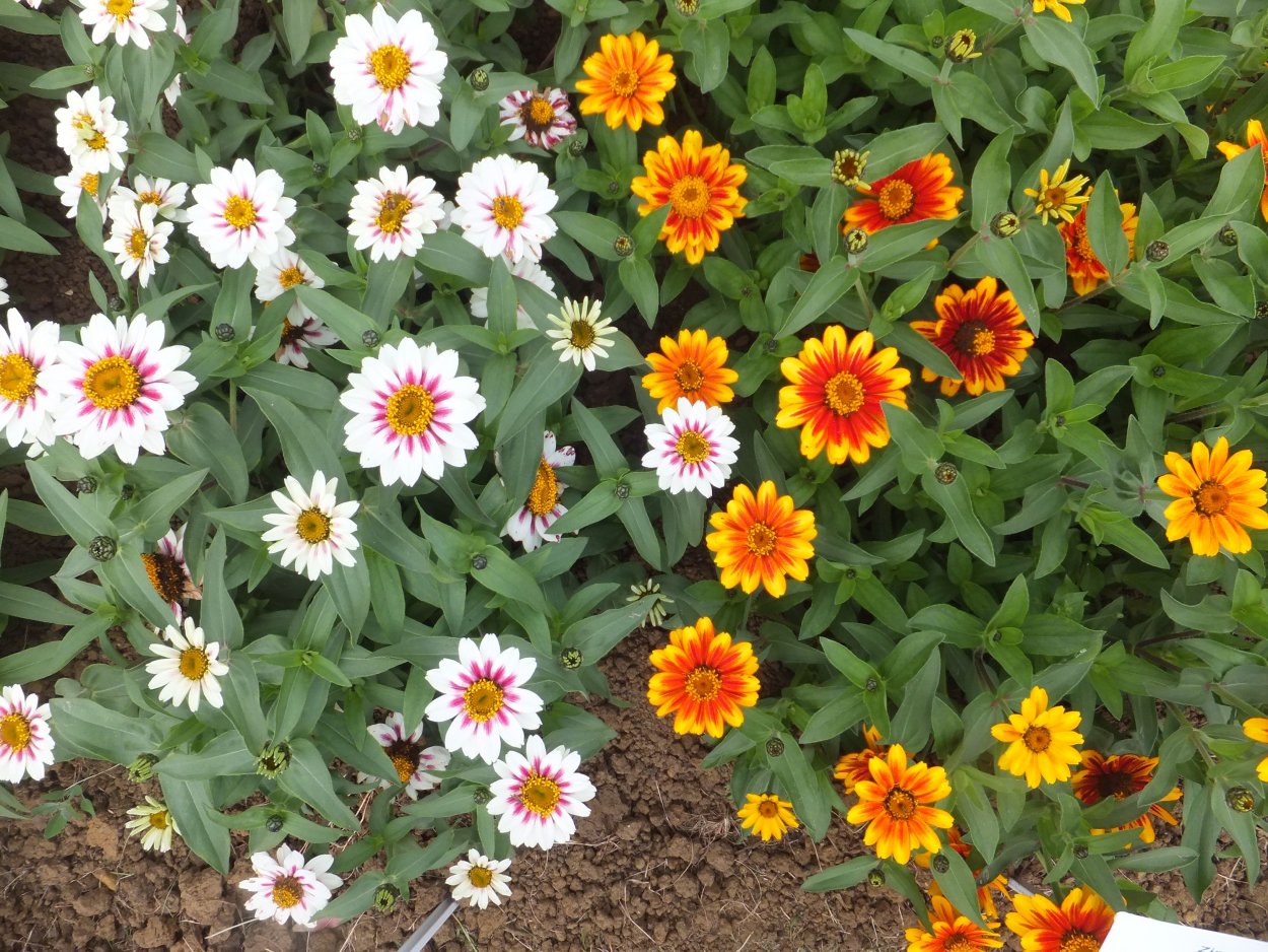 Циния Захара Старлайт Роуз