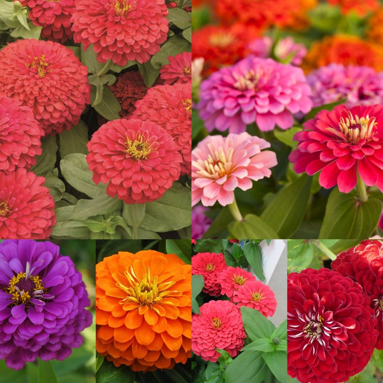 Циния Глориеншайн