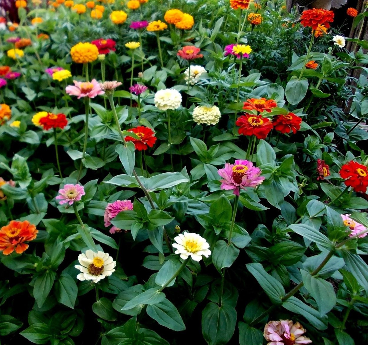 Цинния Олд Мехико