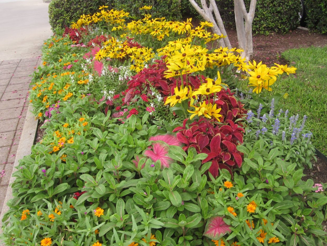 Колеус Сальвия бархатцы