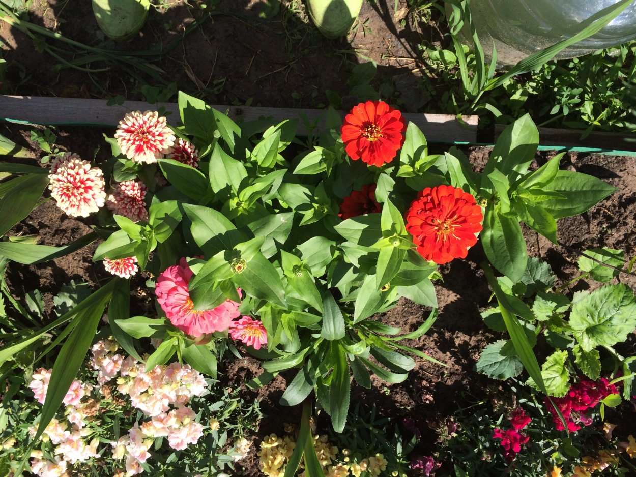 Цинния бордюрная низкорослые