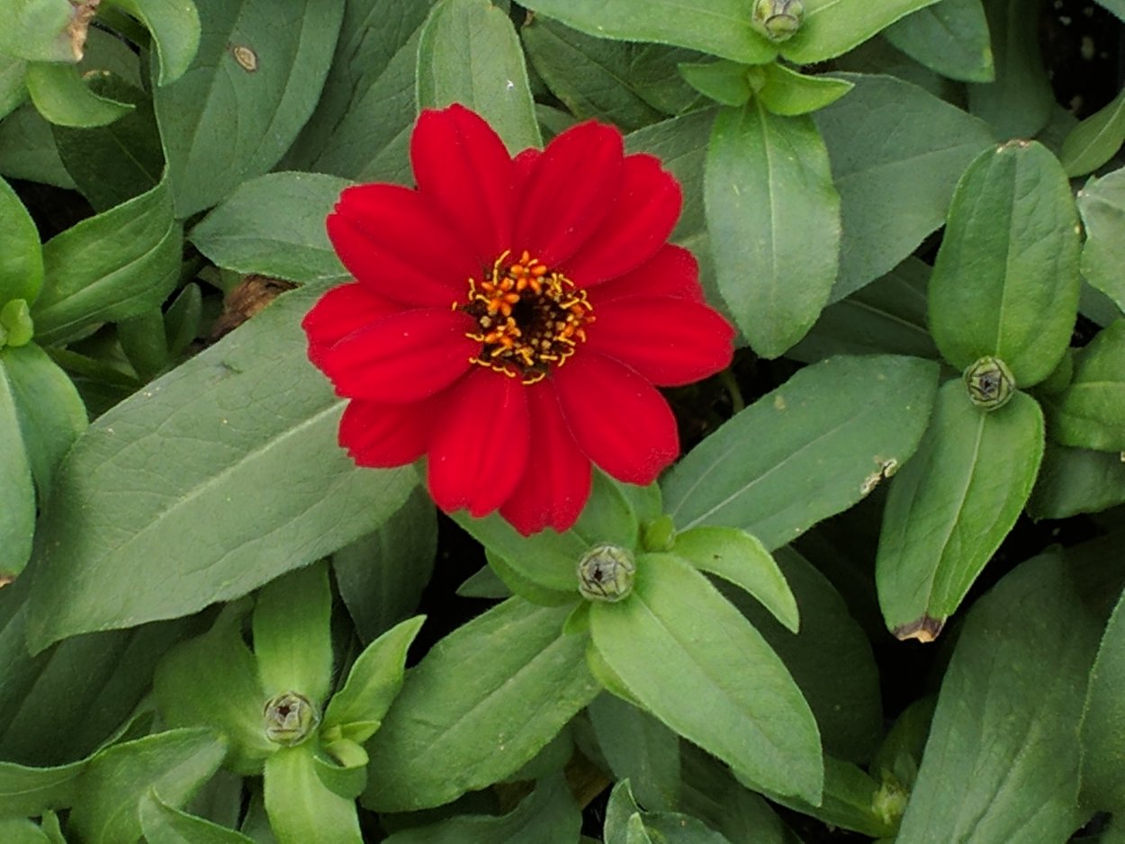 Цинния Дабл Захара Огненная