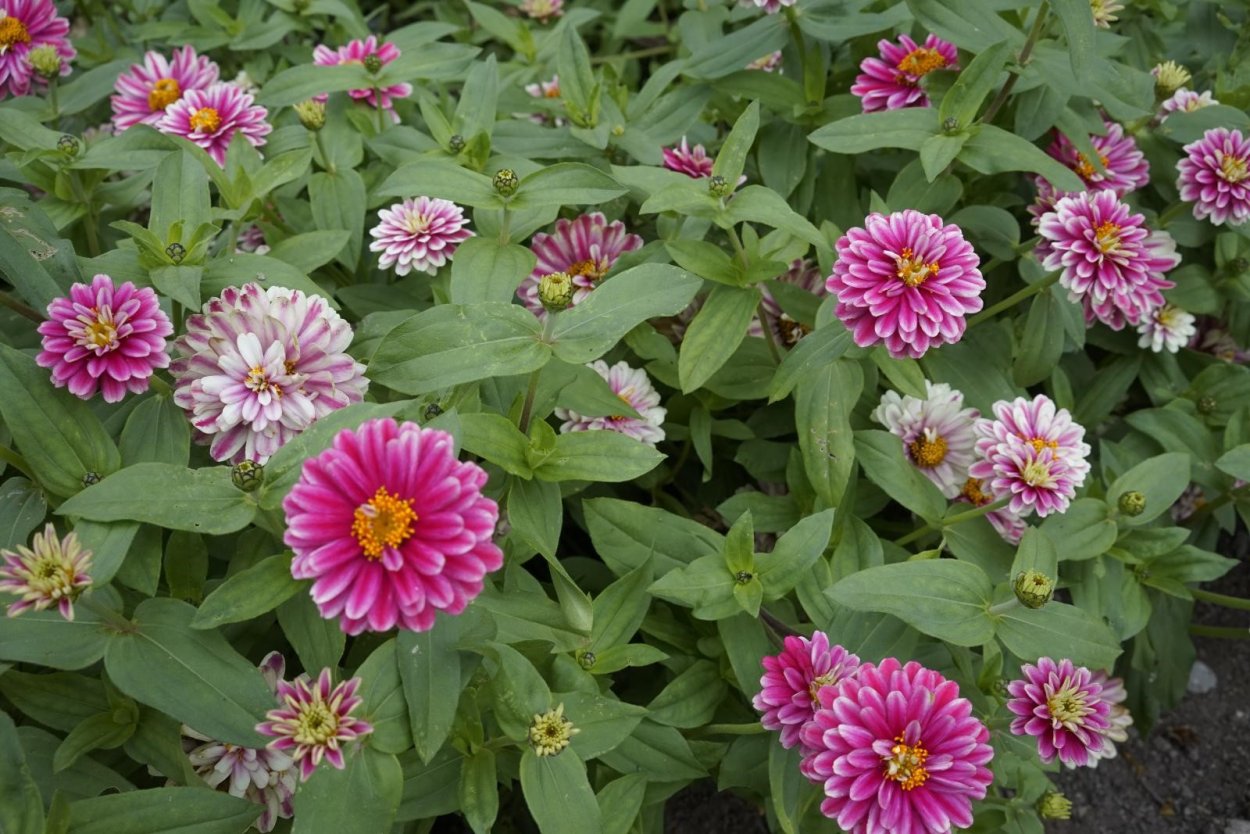 Циния скабиозная