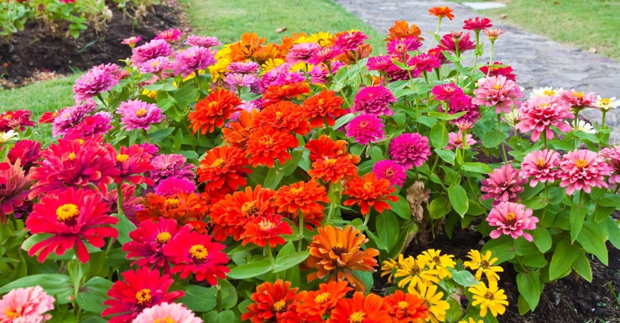 Цинния георгиноцветковая на клумбе