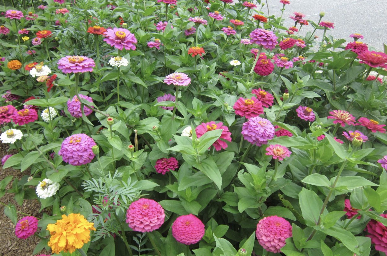 Цинния Энви