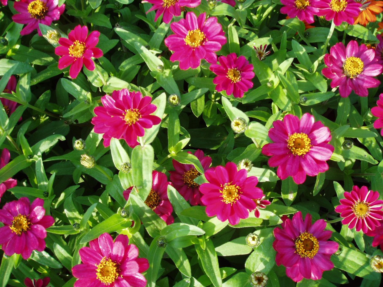 Циния Профьюжен