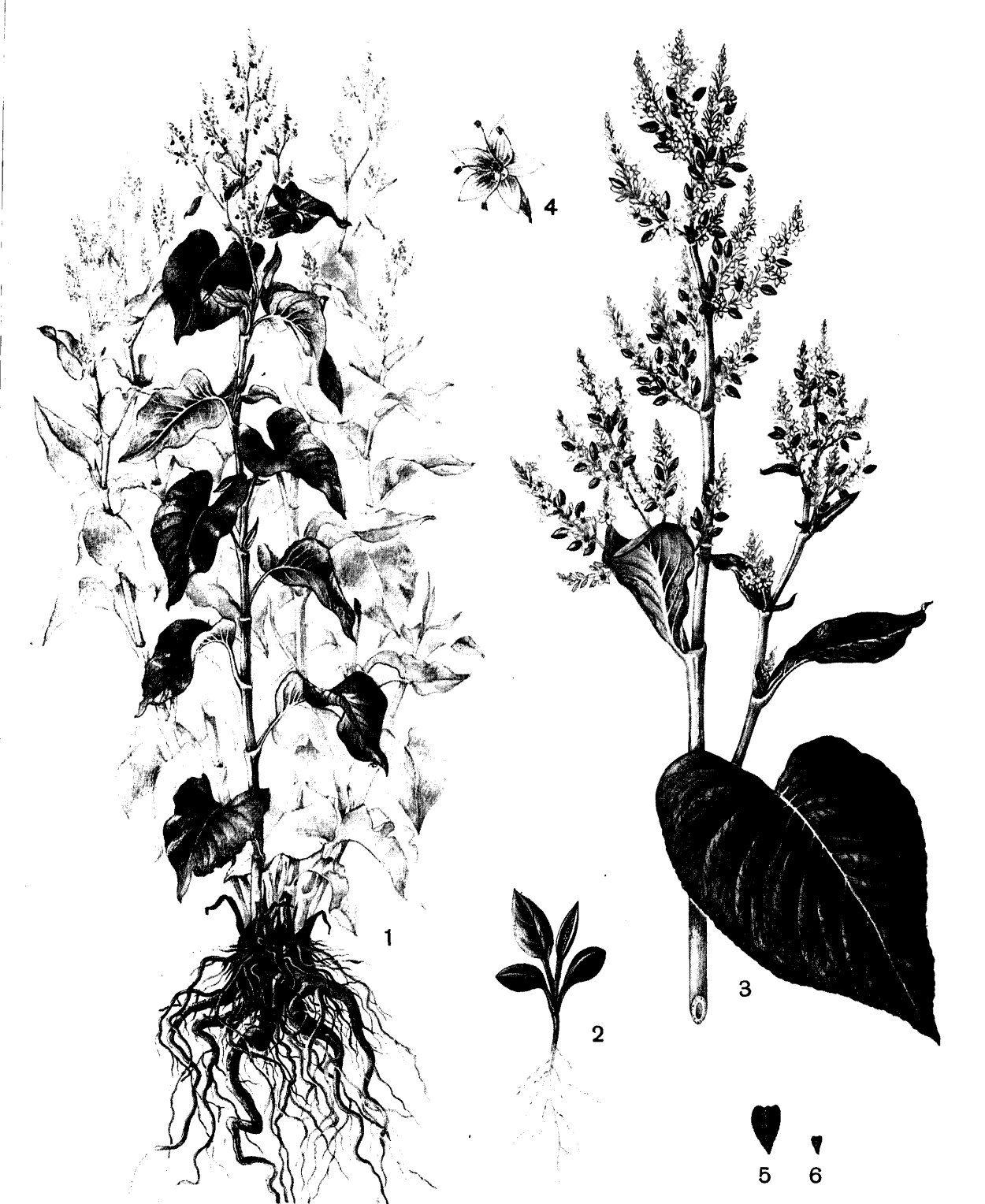 Рейнутрия японская инвазивное