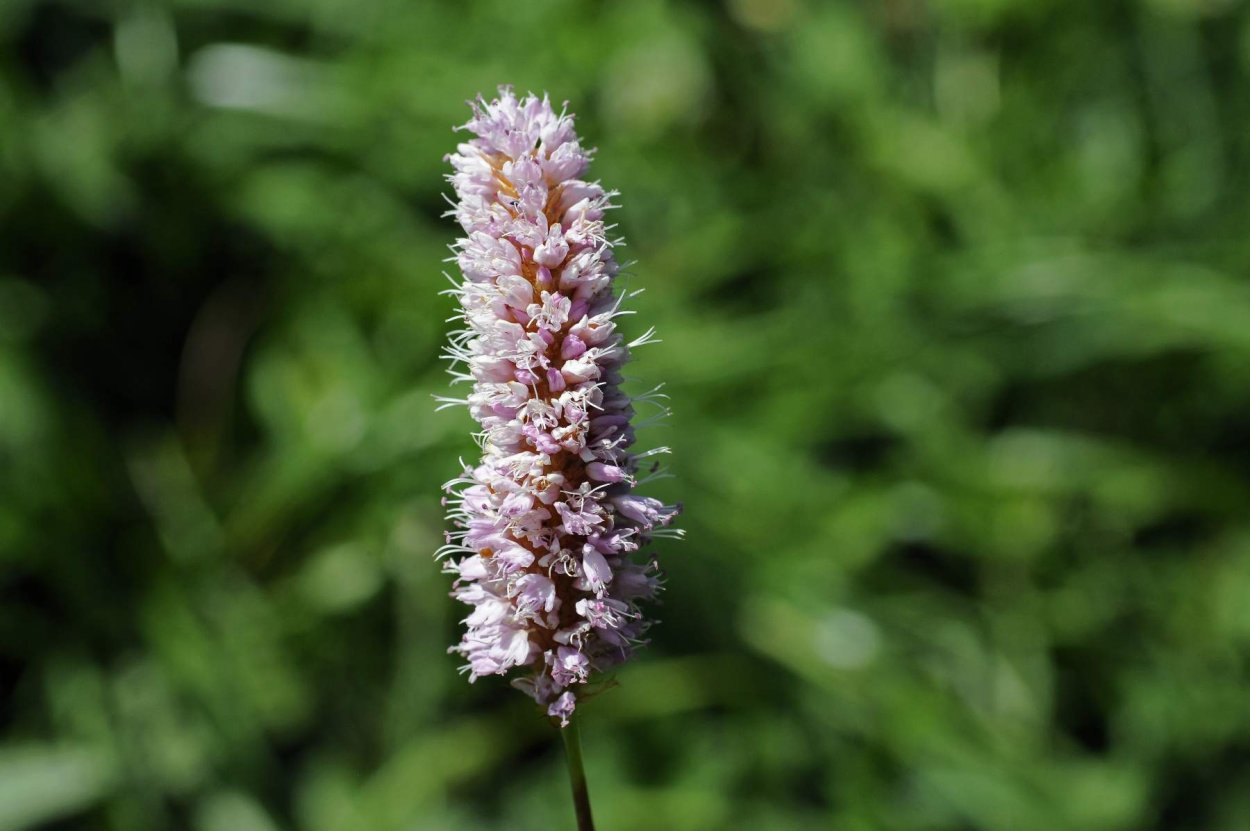 Рейнутрия Сахалинская гречиха