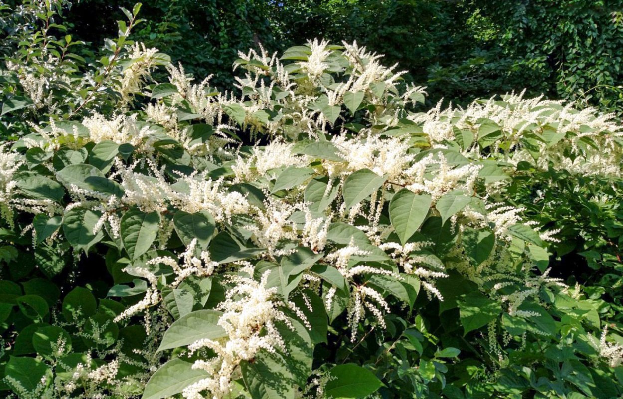 Горец (гречиха) Вейриха