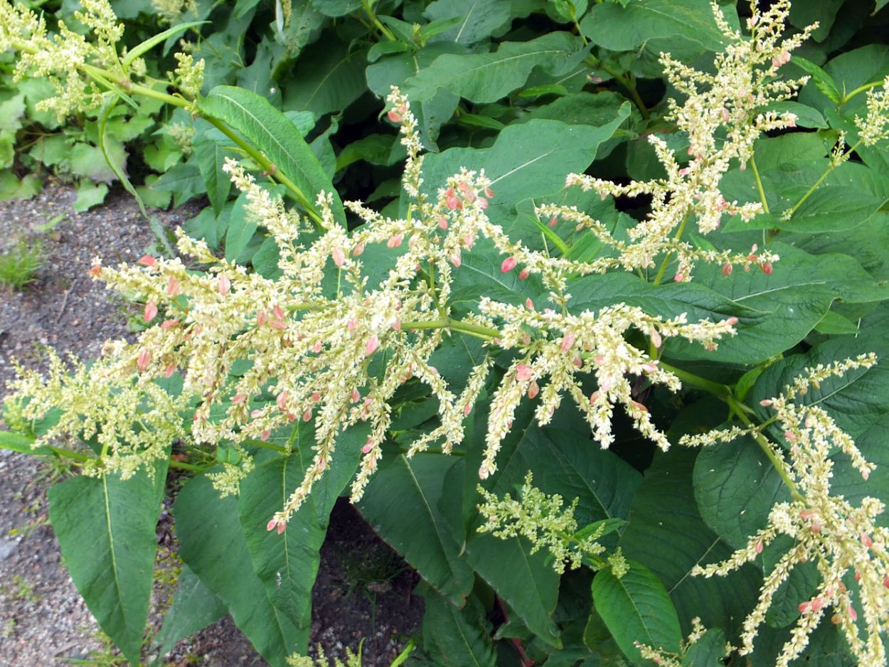 Гречиха Вейриха