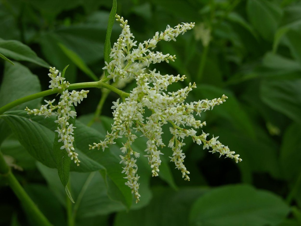 Горец Вейриха