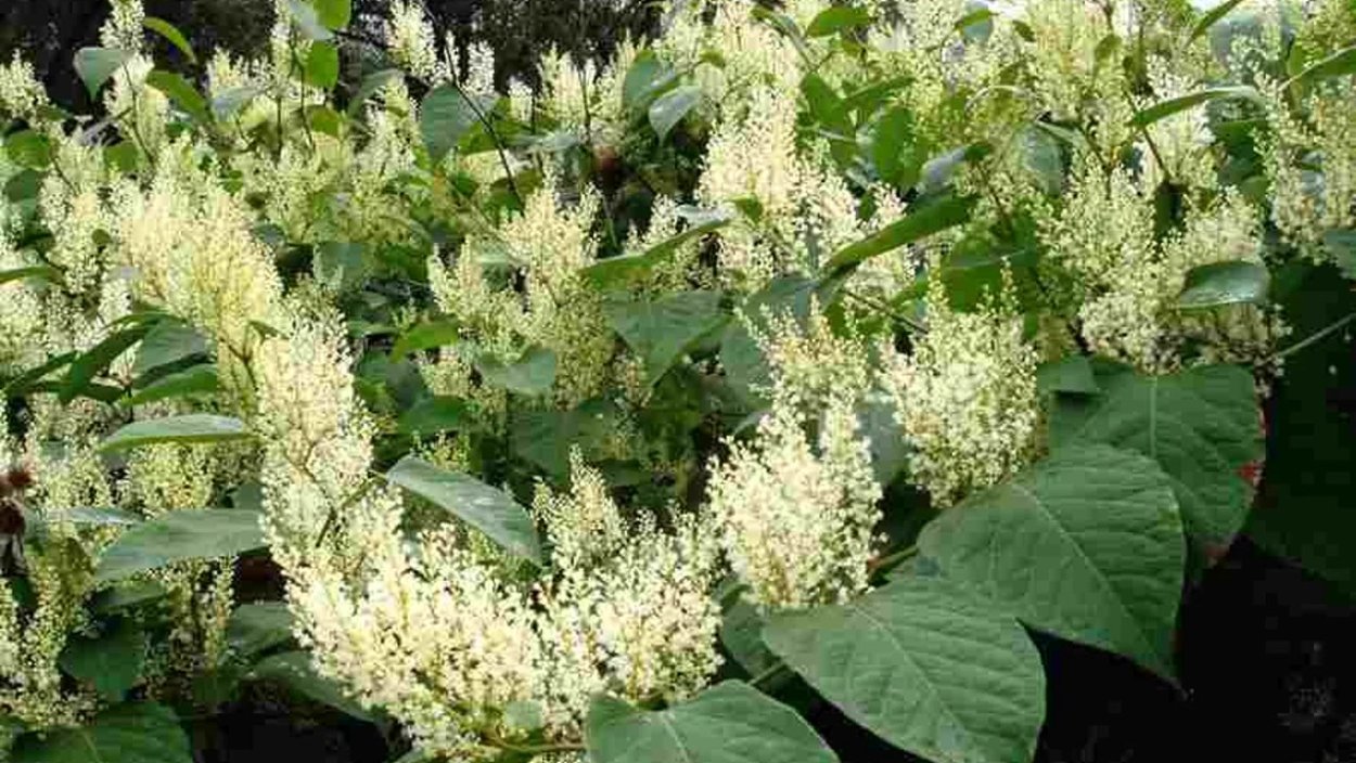 Горец Сахалинская гречиха